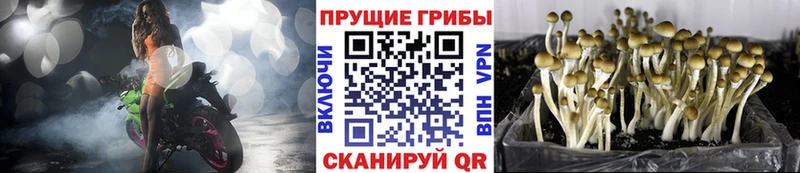 Галлюциногенные грибы GOLDEN TEACHER  это телеграм  Верхний Тагил 
